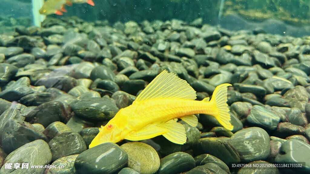 魚