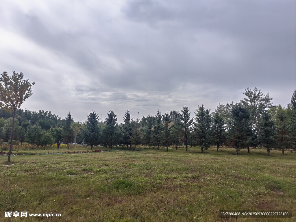 陰天的開闊草地與樹林