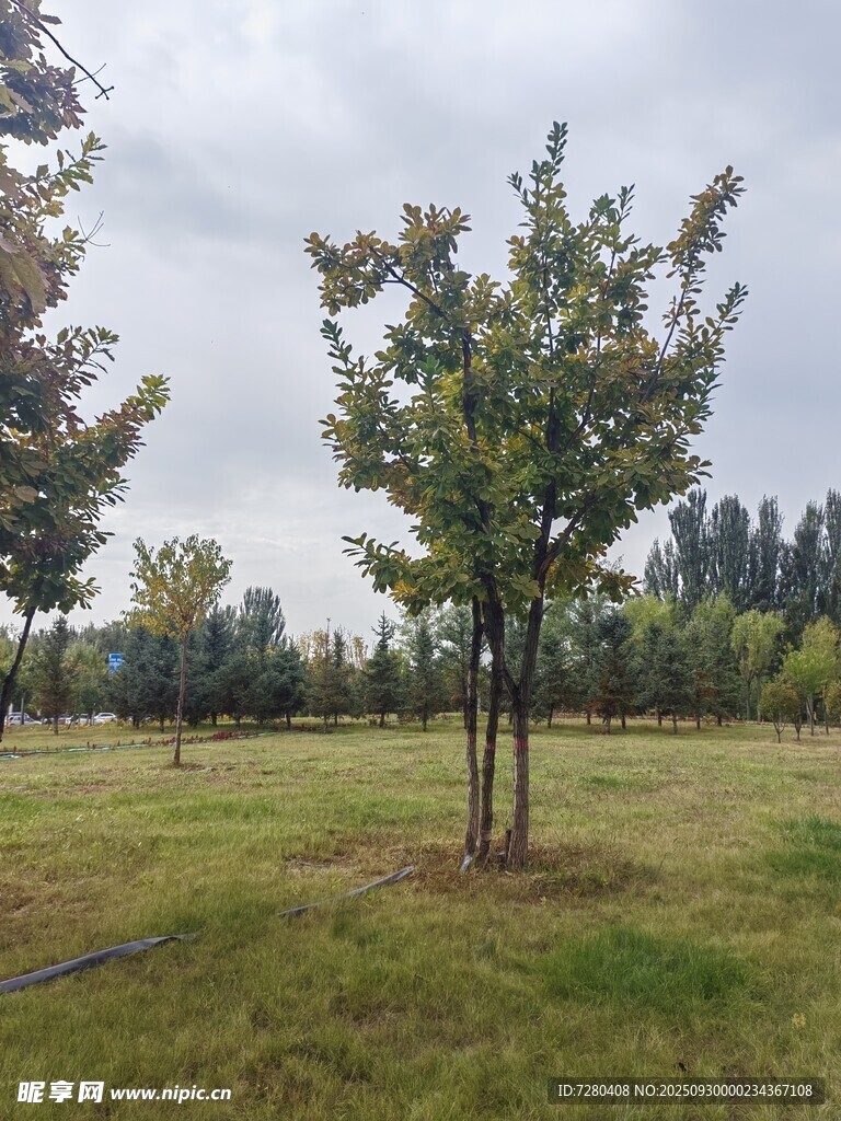 戶外草地樹木風景圖