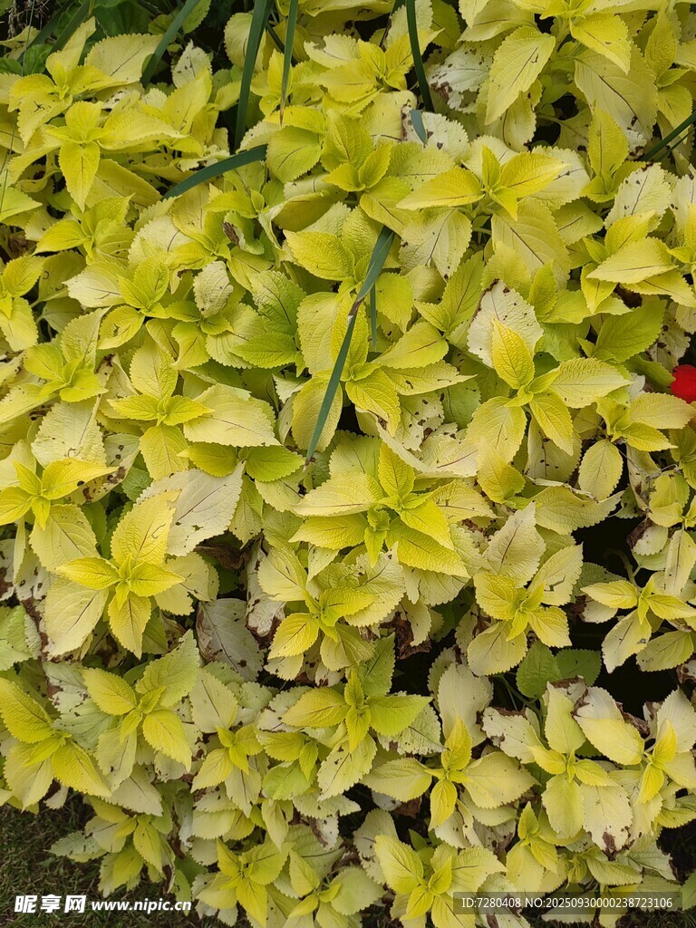 黃綠相間的葉片植物