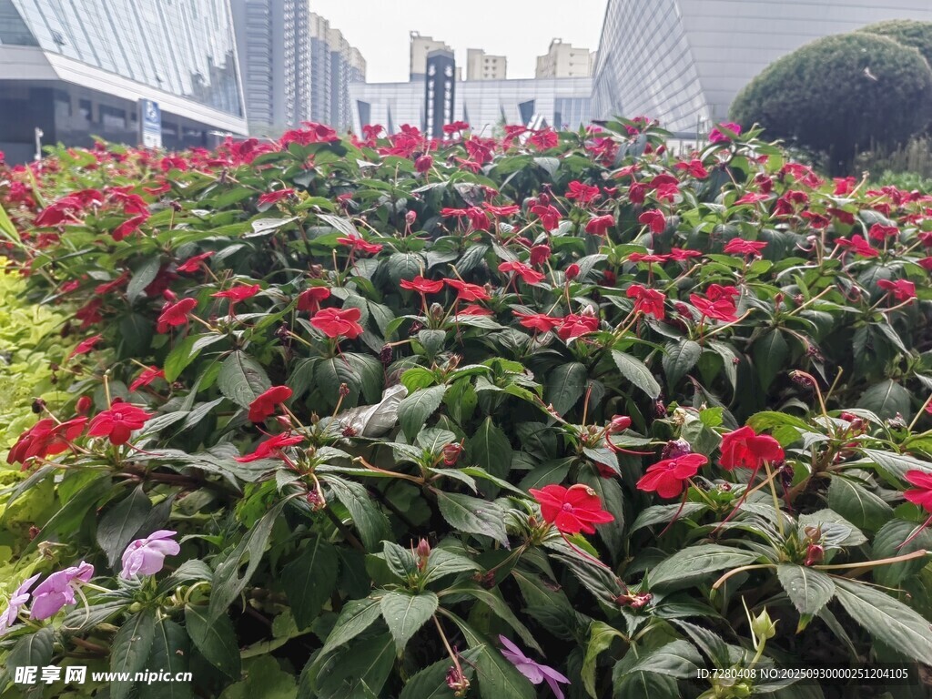 城市中鮮艷綻放的花叢