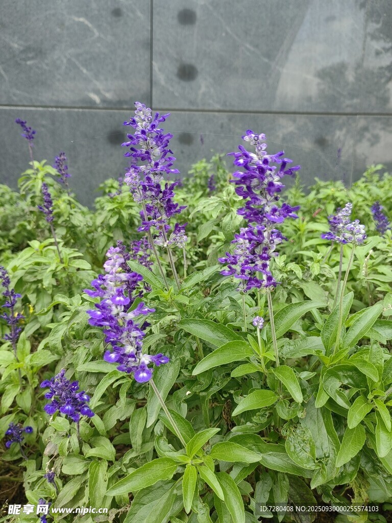 紫色鼠尾草綻放美麗花朵