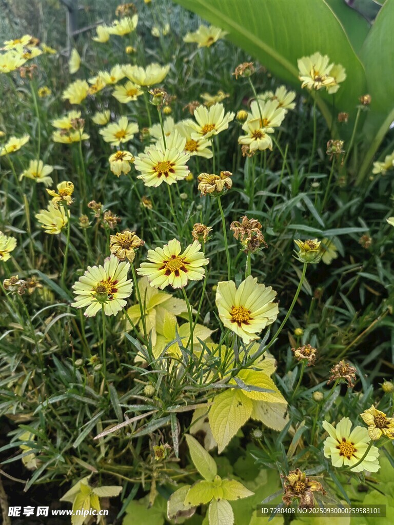 黃色小花綻放于綠葉間