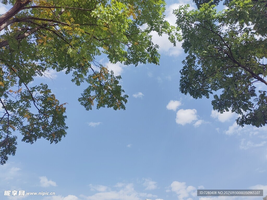仰望藍天綠樹的清新景致