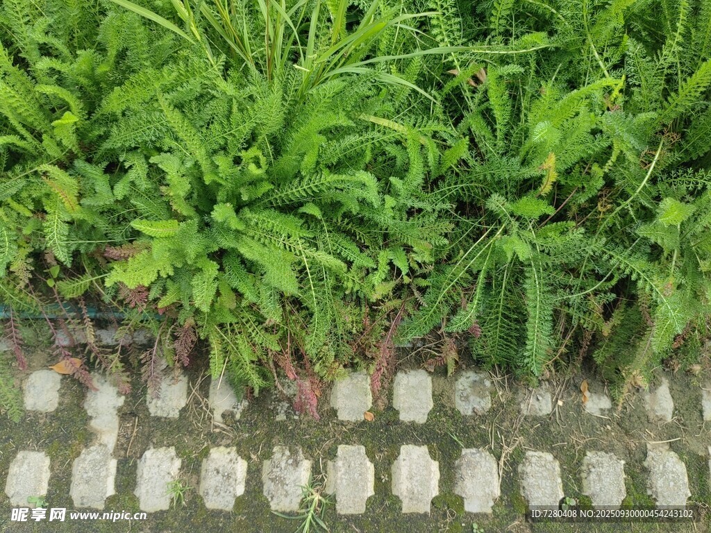 綠草間的磚石路面