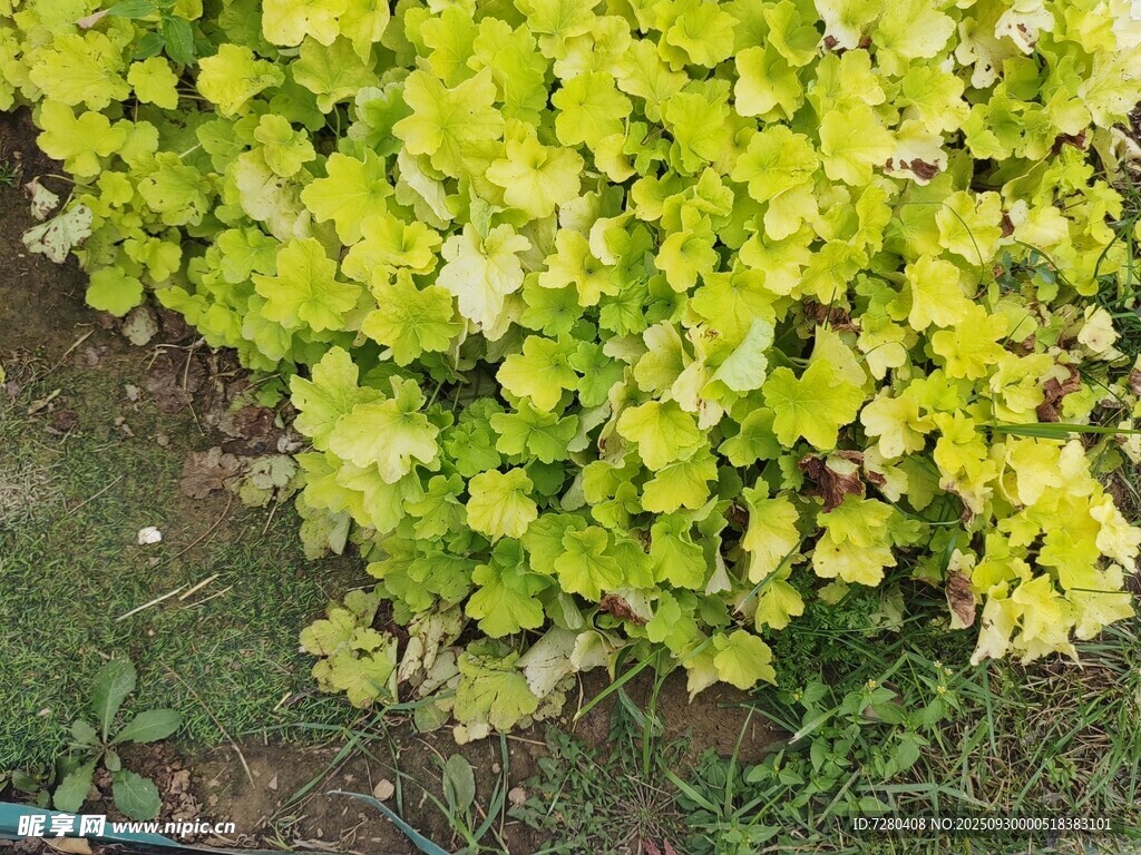 翠綠繁茂的植物景觀