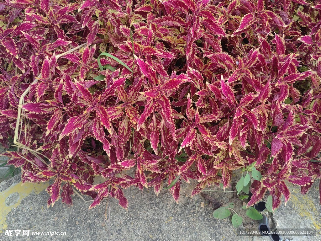 紅色植物特寫