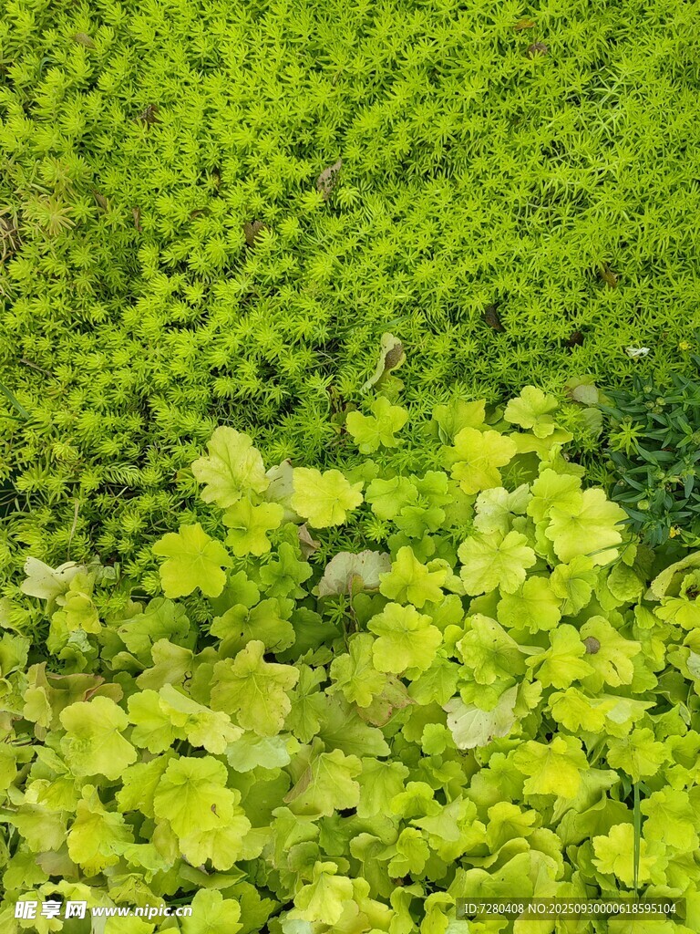 翠綠鮮嫩的蓬勃綠植