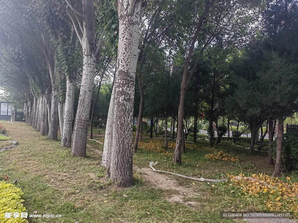 林間草地風(fēng)景