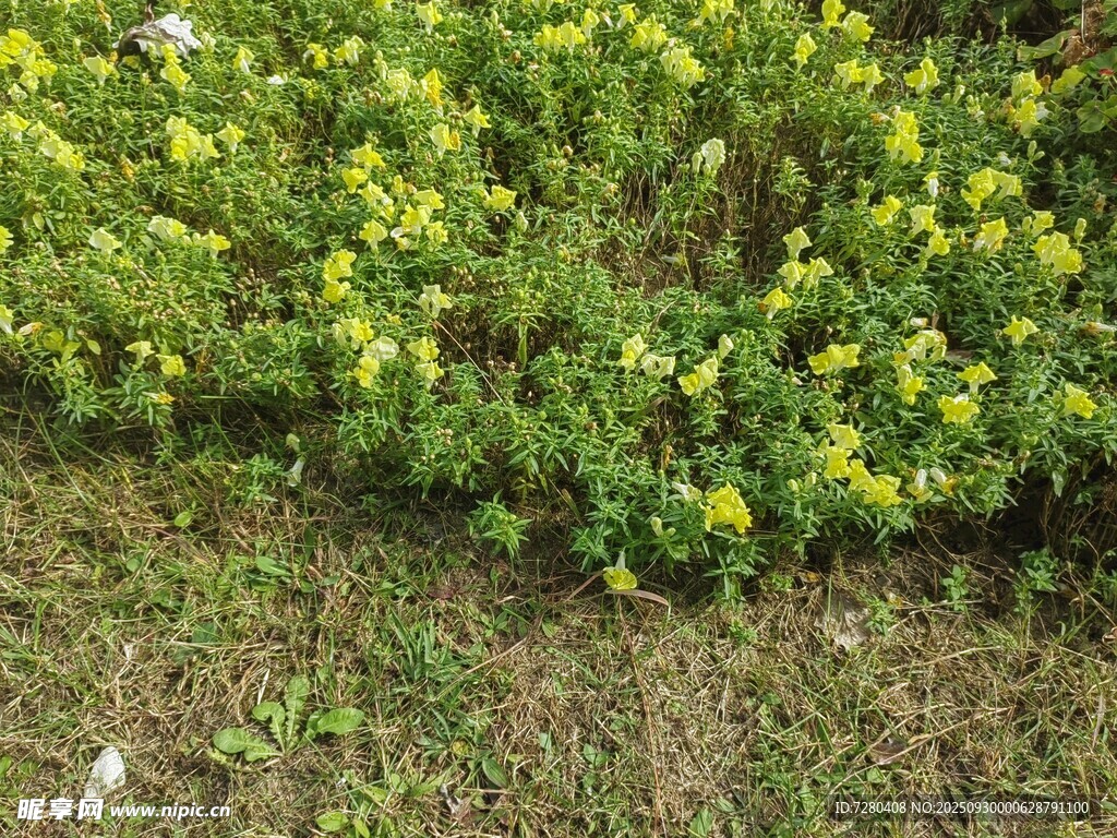春日黃花綠植生機景象