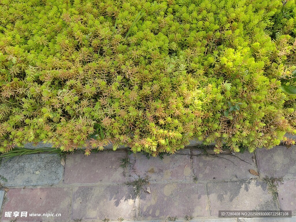 路邊翠綠繁茂的低矮植被