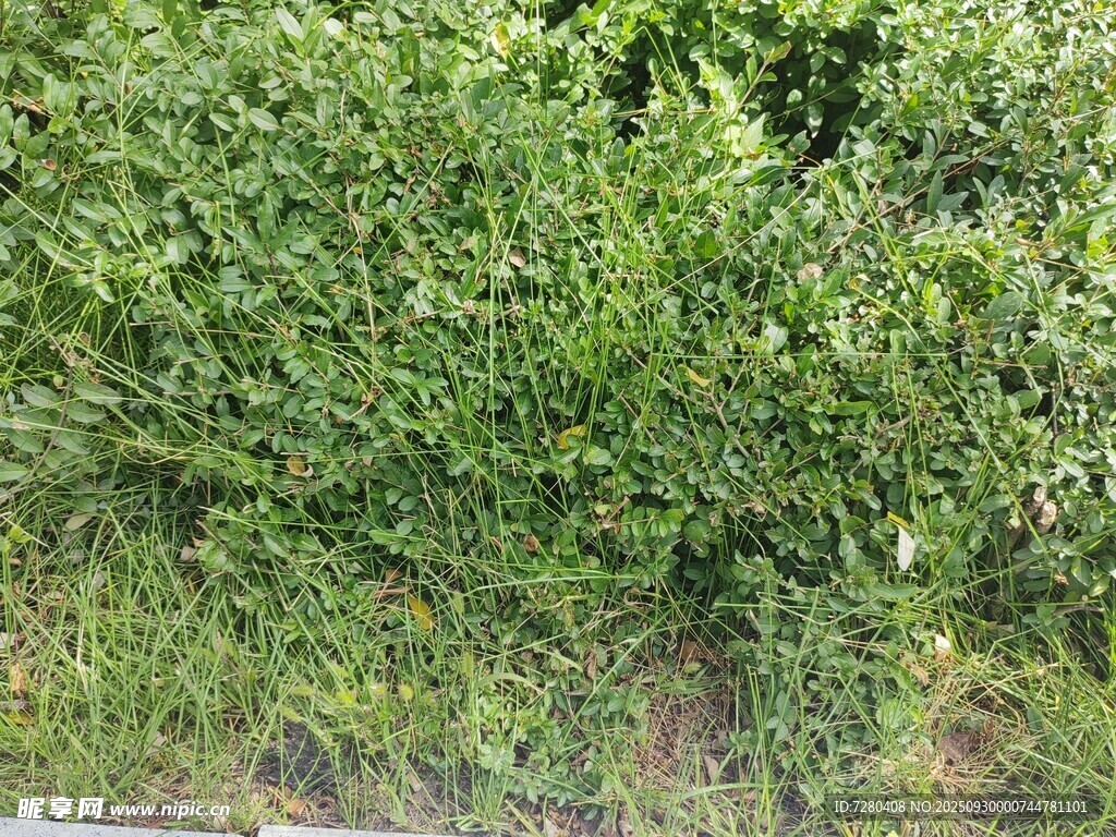 翠綠繁茂的爬藤植物