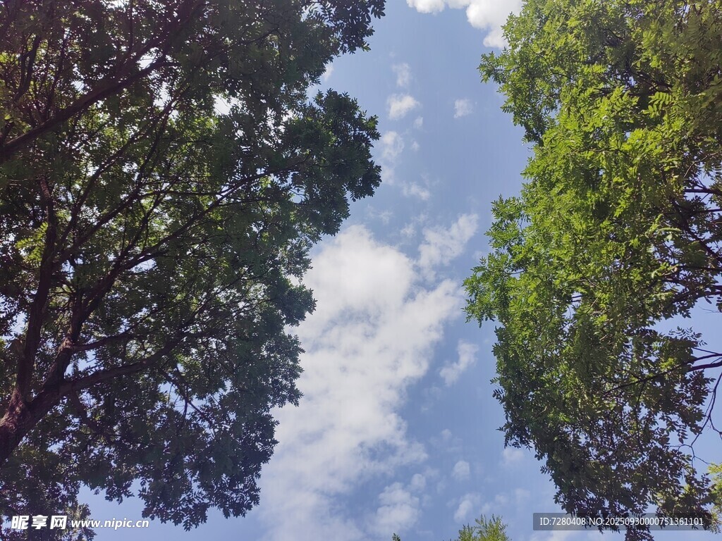 仰望林間天空與白云