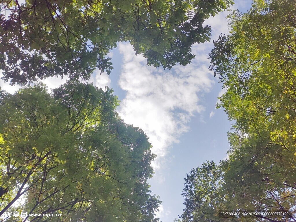 仰望蔥郁樹林與藍天