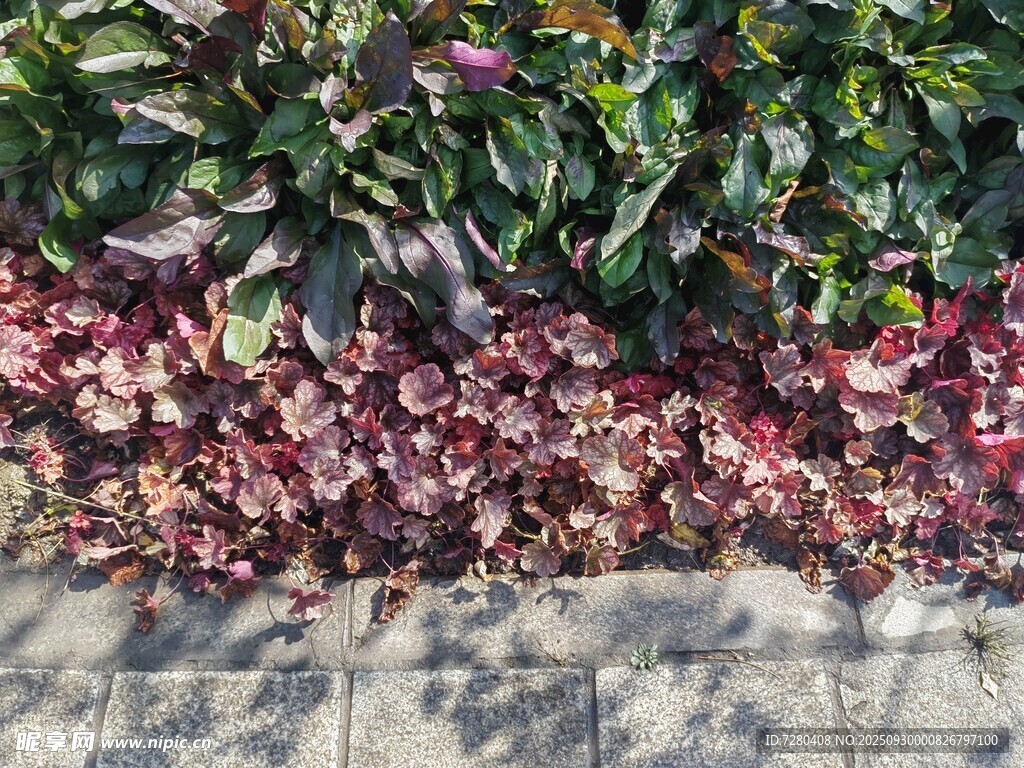 多彩植物裝點(diǎn)地面景觀