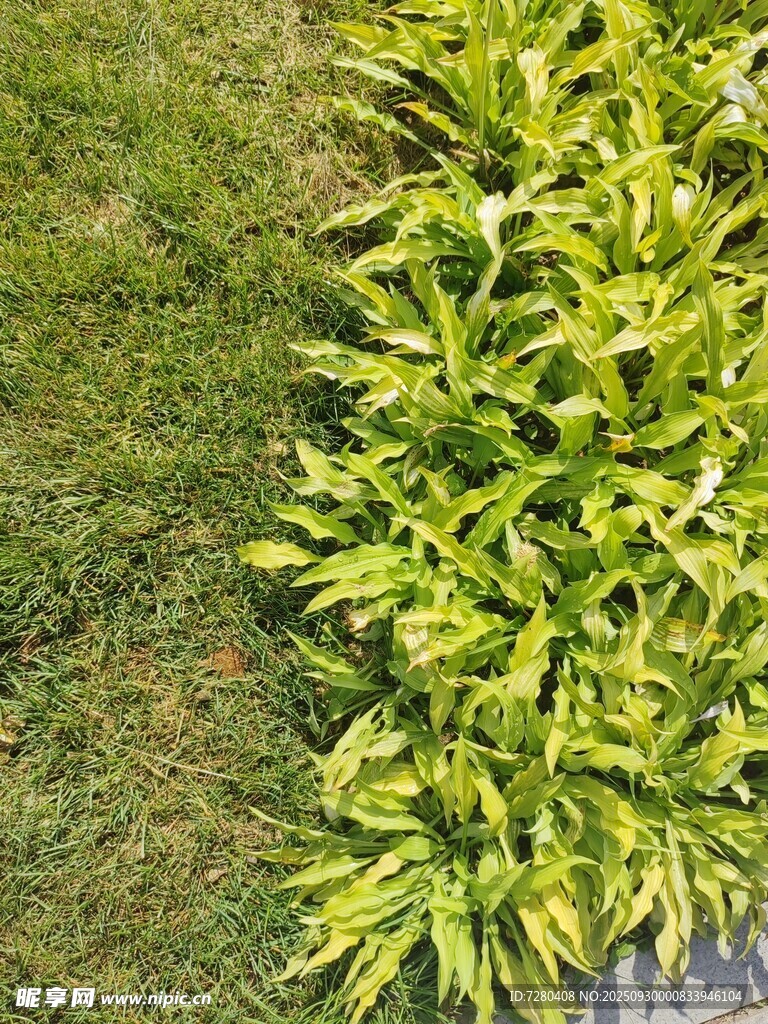 翠綠植物與草地景觀