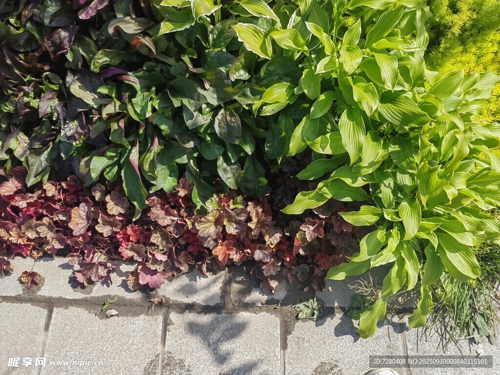 多彩綠植裝點(diǎn)地面景觀
