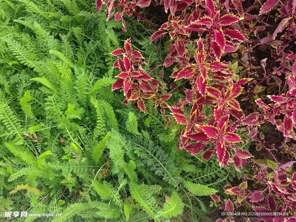 紅綠相間的多彩植物景觀