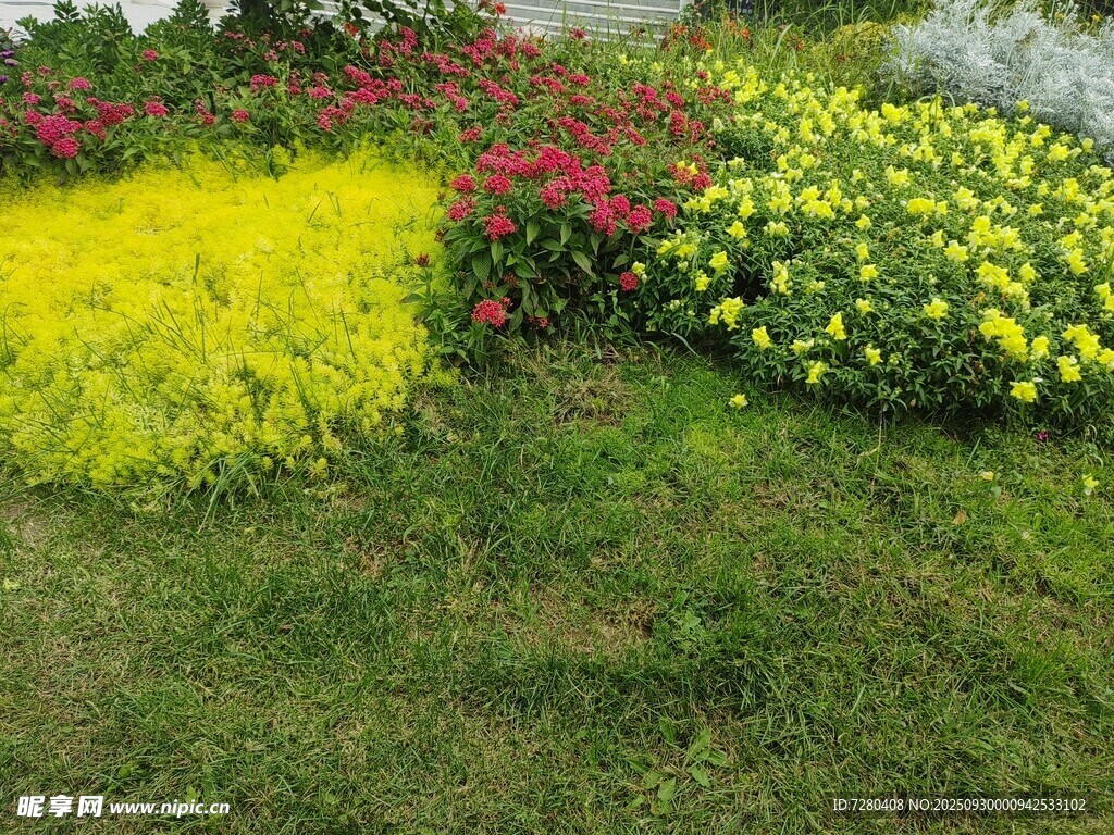 多彩花卉裝點(diǎn)綠色草地