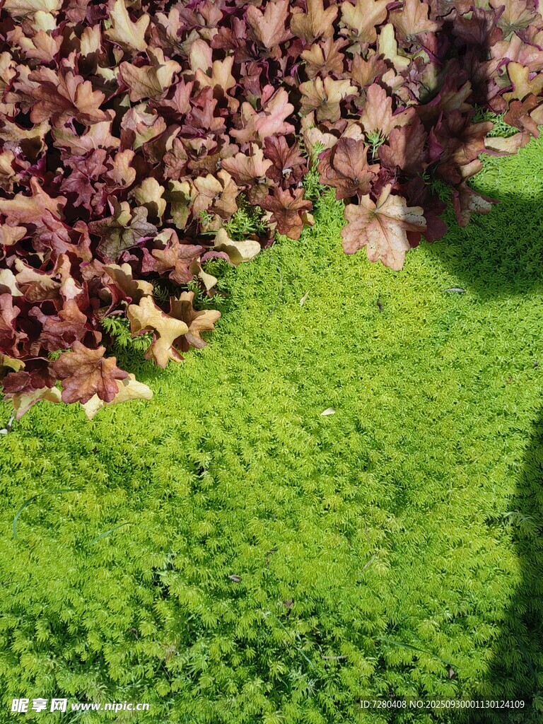 多彩植物景觀特寫