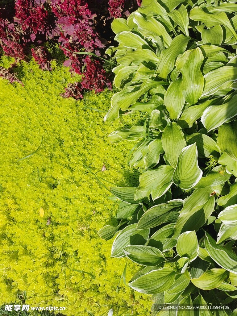 多彩綠植景觀
