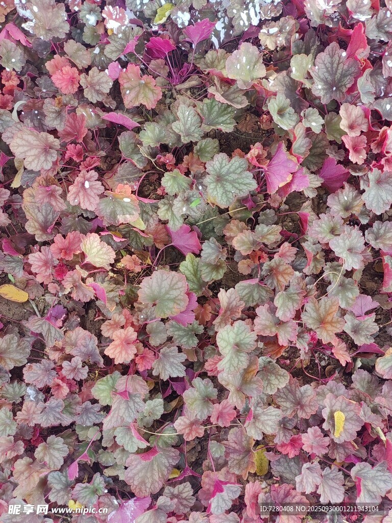 多彩樹葉