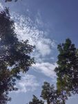 藍(lán)天綠樹間的清新景致