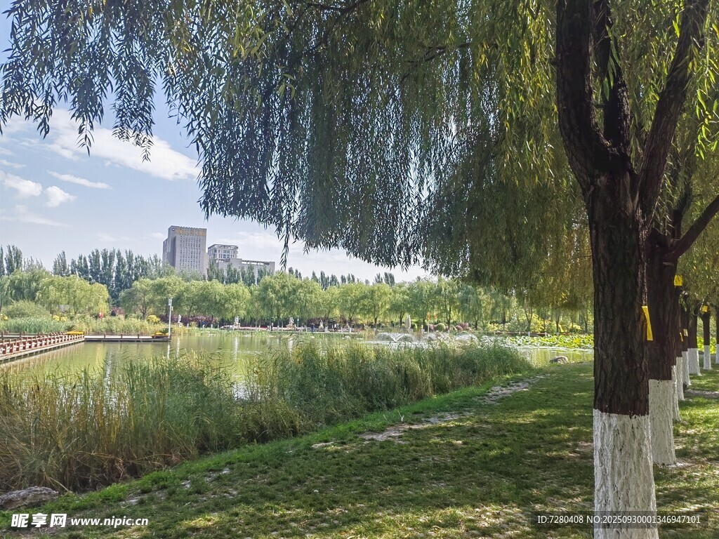 河畔垂柳下的清新風(fēng)光