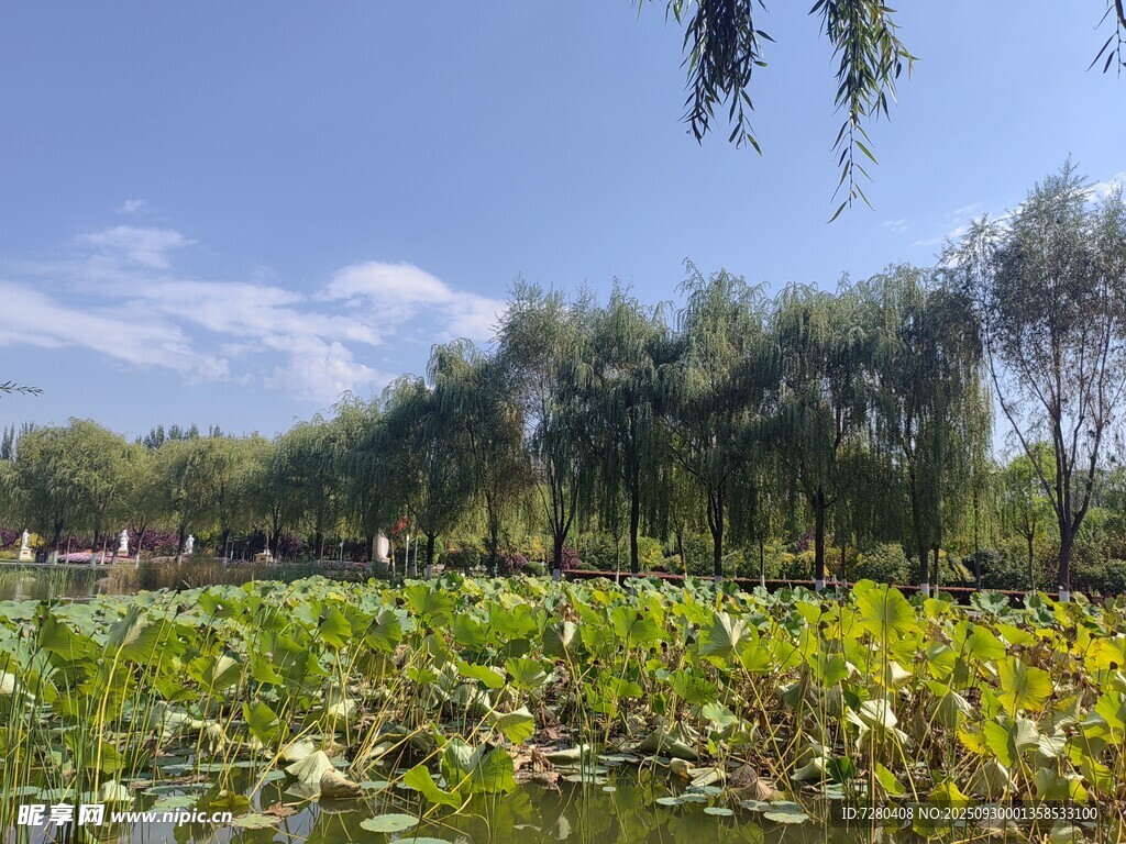 夏日荷塘畔的蔥郁美景