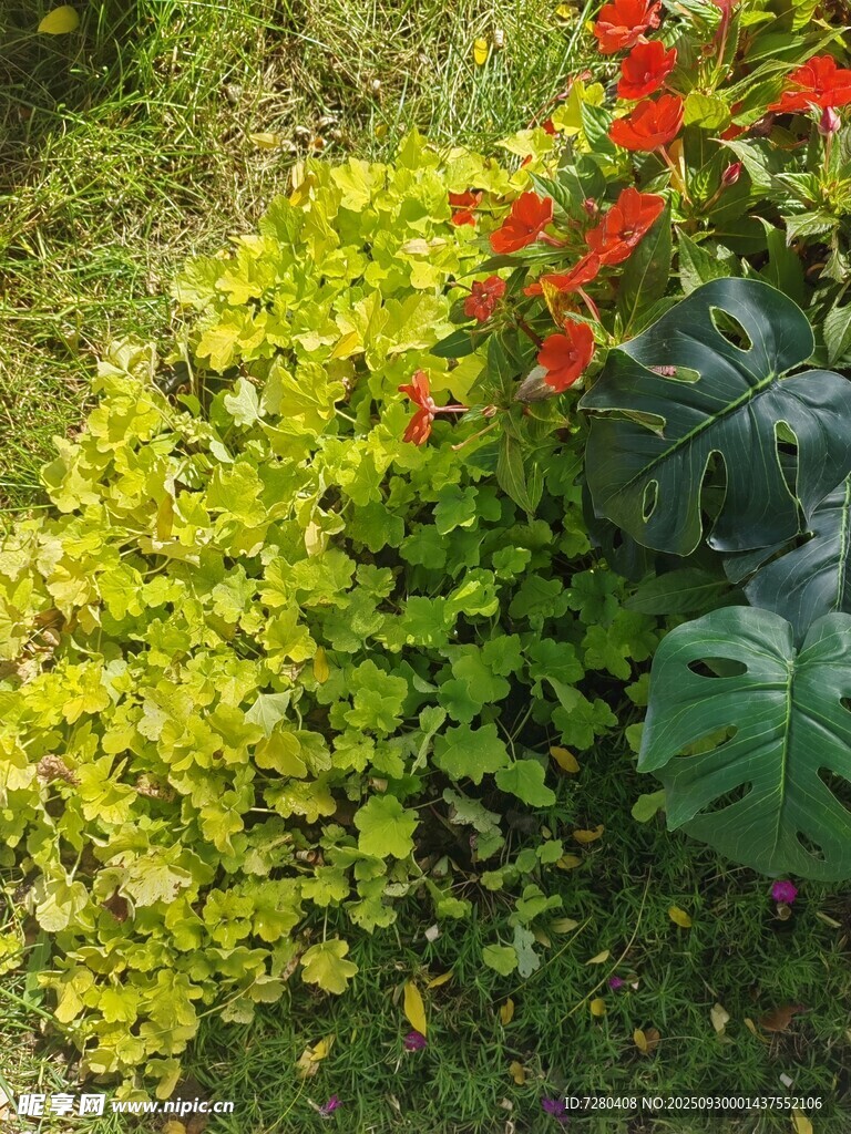 翠綠植物與艷麗紅花