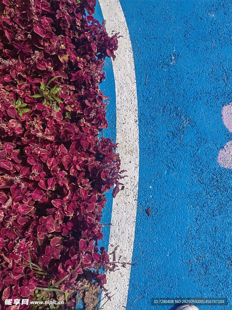 藍(lán)道旁的紫紅色花卉
