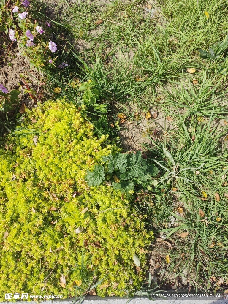 地面上的黃色小花與綠草