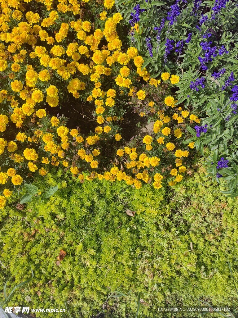 多彩花卉景觀