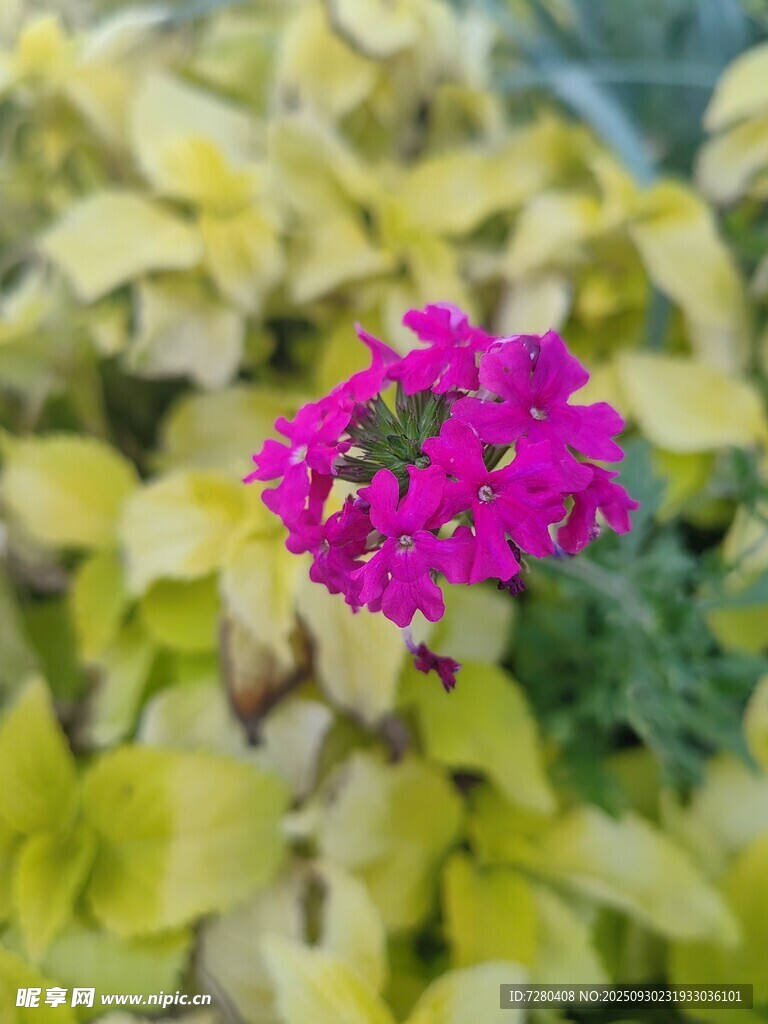 嬌艷粉花綻放于黃葉間