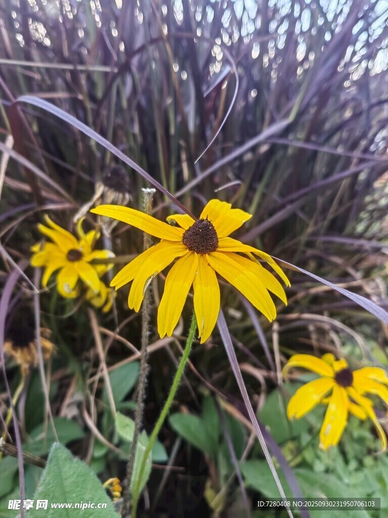 紫叢中的黃色黑心菊