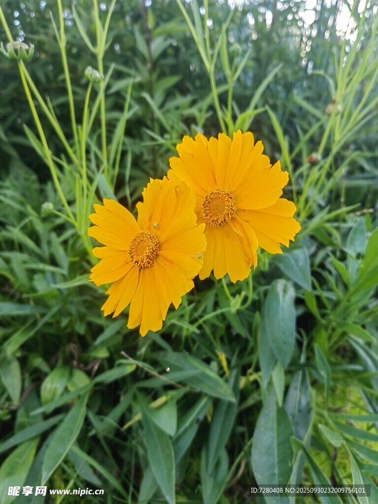 兩朵綻放的黃色花卉