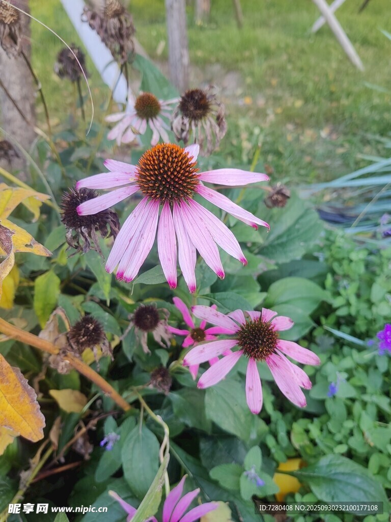 花園中的美麗紫錐菊花