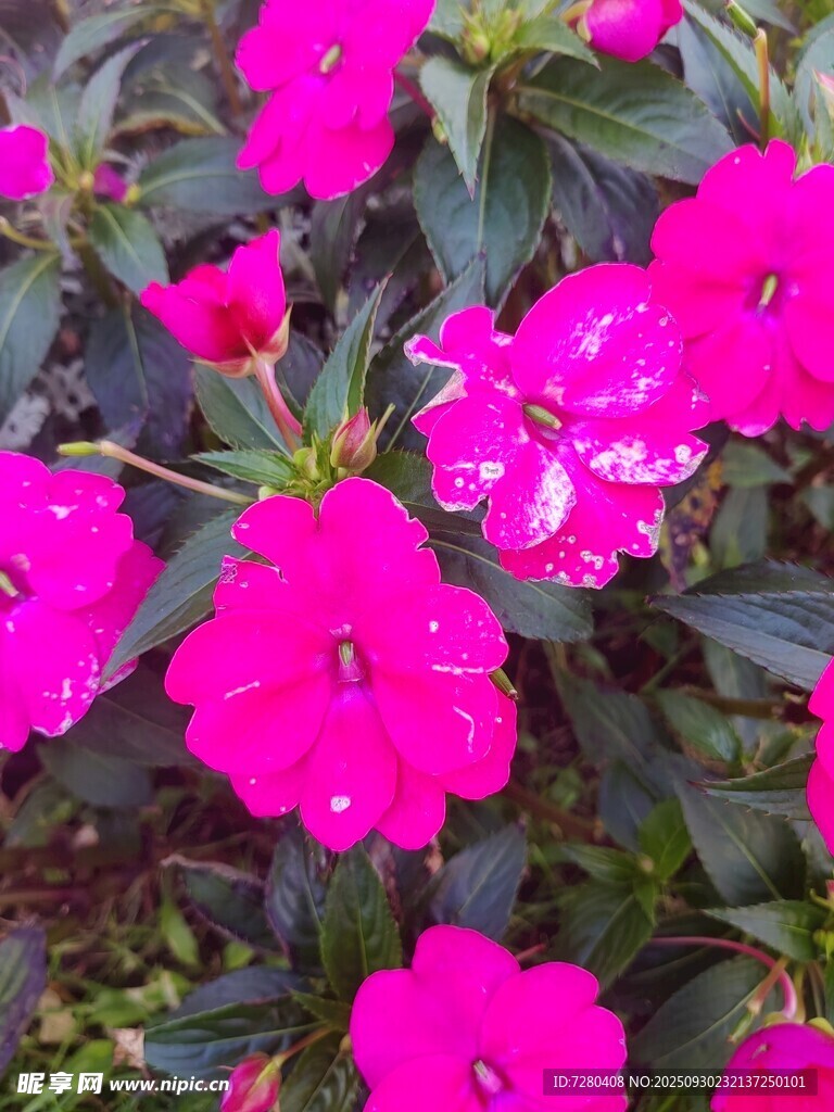 鮮艷玫紅花朵綻放
