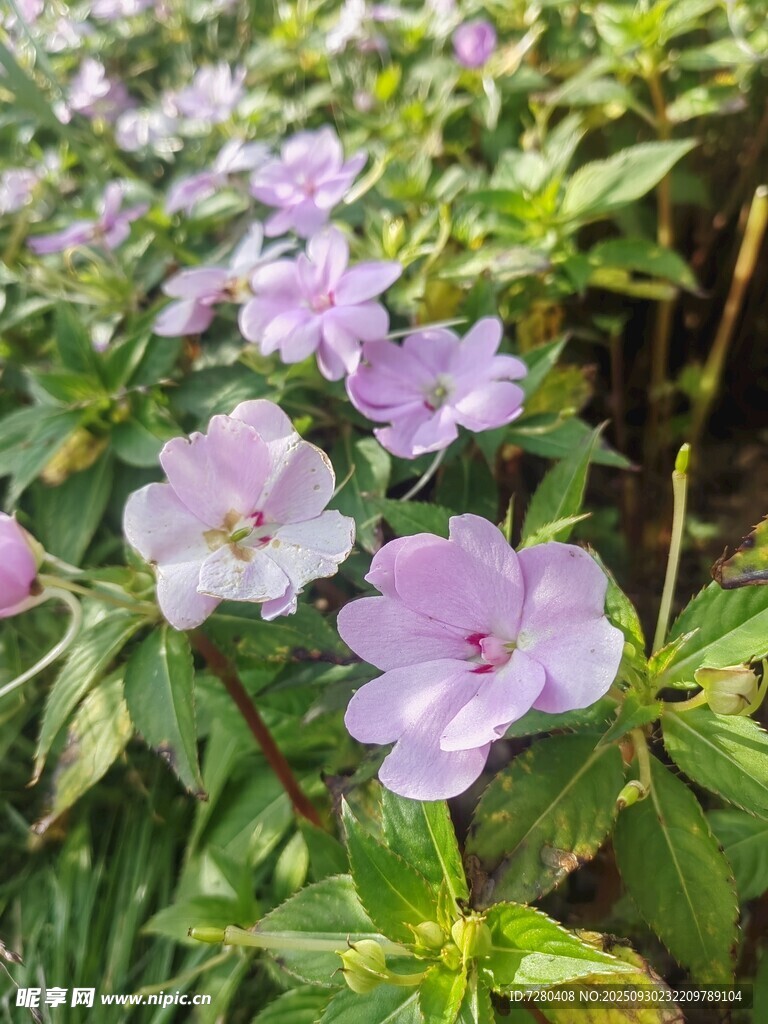 紫色野花綻放綠意間