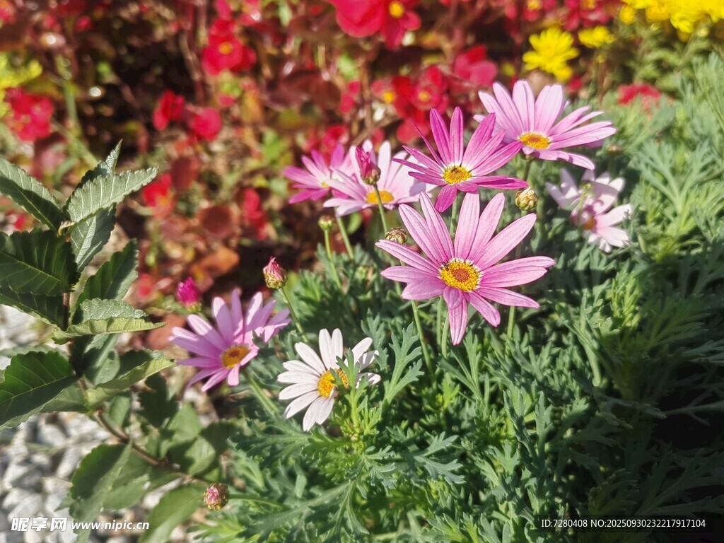 多彩花卉綻放生機(jī)