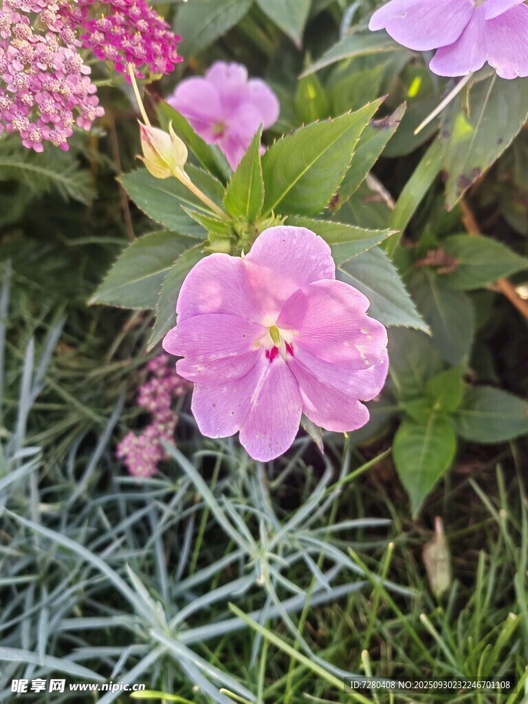 粉色花朵綻放于綠植間