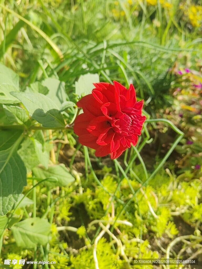 綠葉叢中的艷麗紅花朵