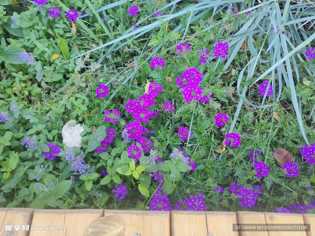 紫色花卉與綠植裝點(diǎn)景觀
