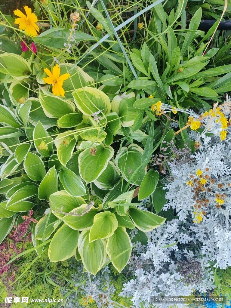多彩花卉綠植景觀