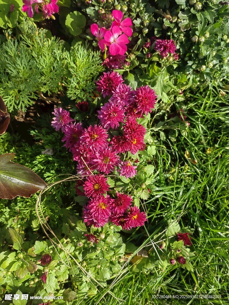 艷麗花叢中的多彩花卉