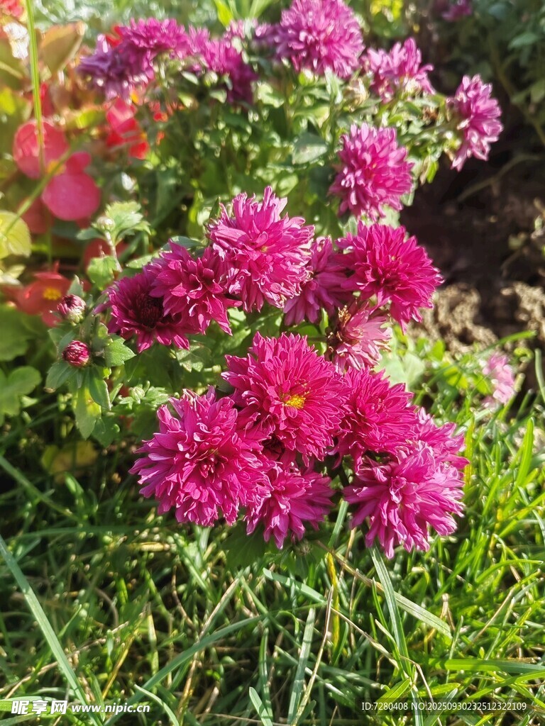 艷麗紫菊綻放于綠草間