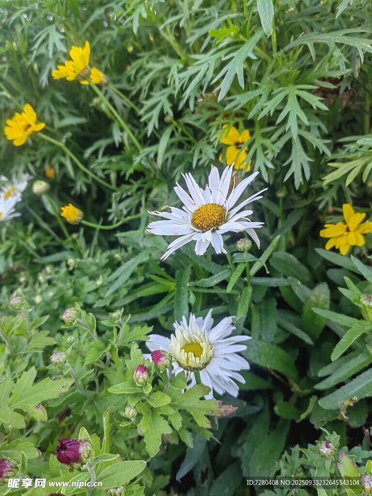 花叢中的雛菊與小黃花