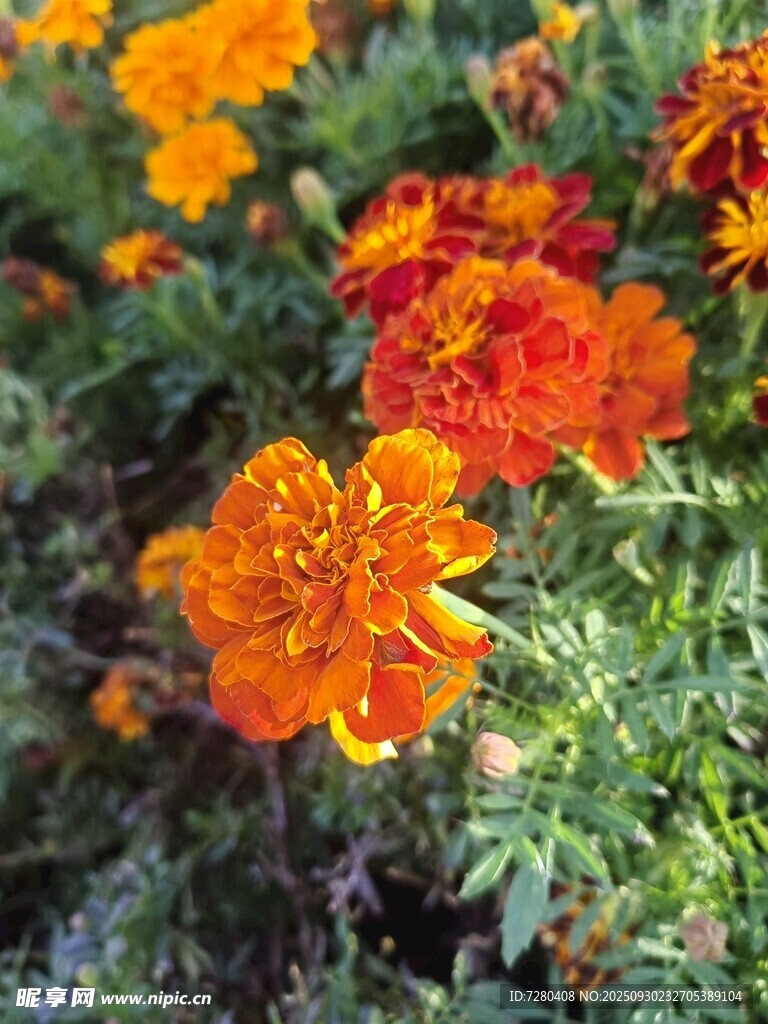 鮮艷萬壽菊綻放