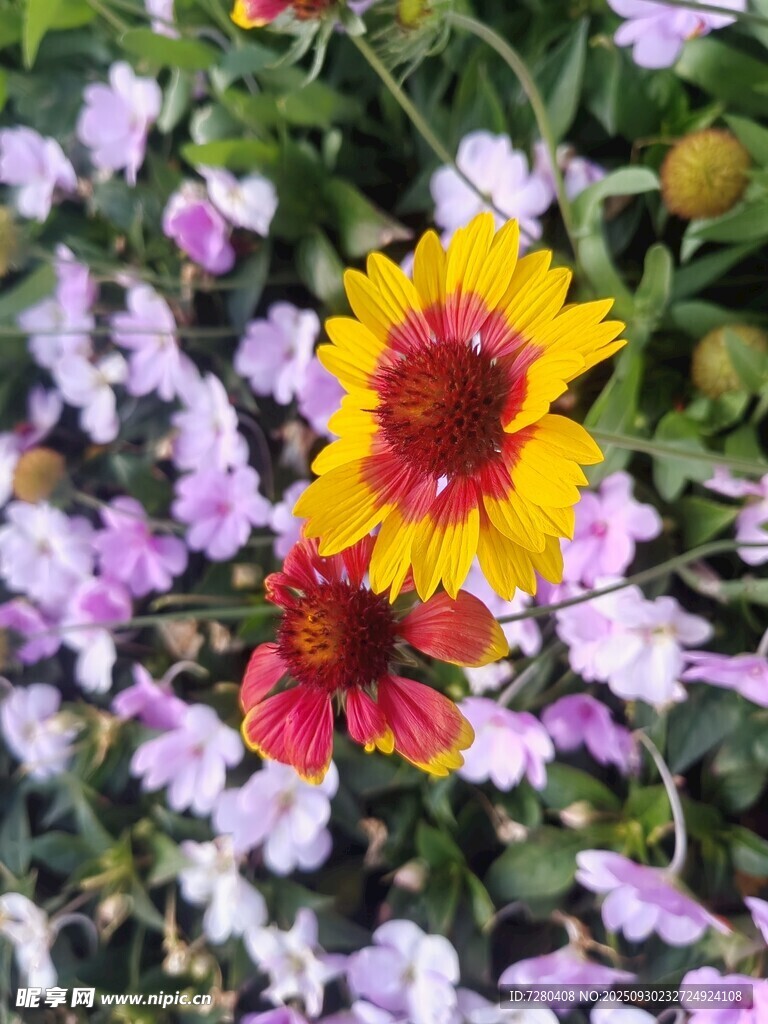 多彩花卉綻放