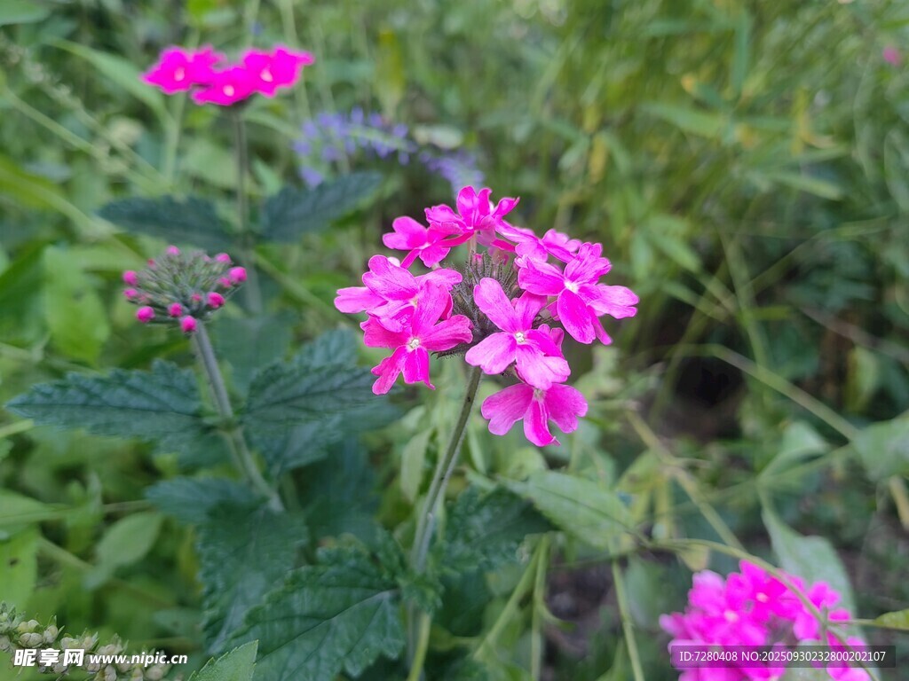 嬌艷粉色花朵綻放于草叢